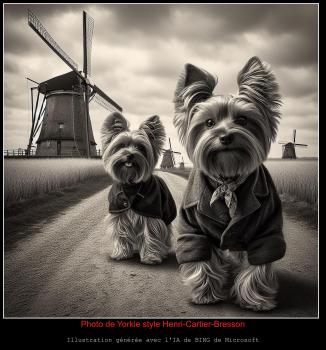 Photo de Yorkie style Henri-Cartier-Bresson
