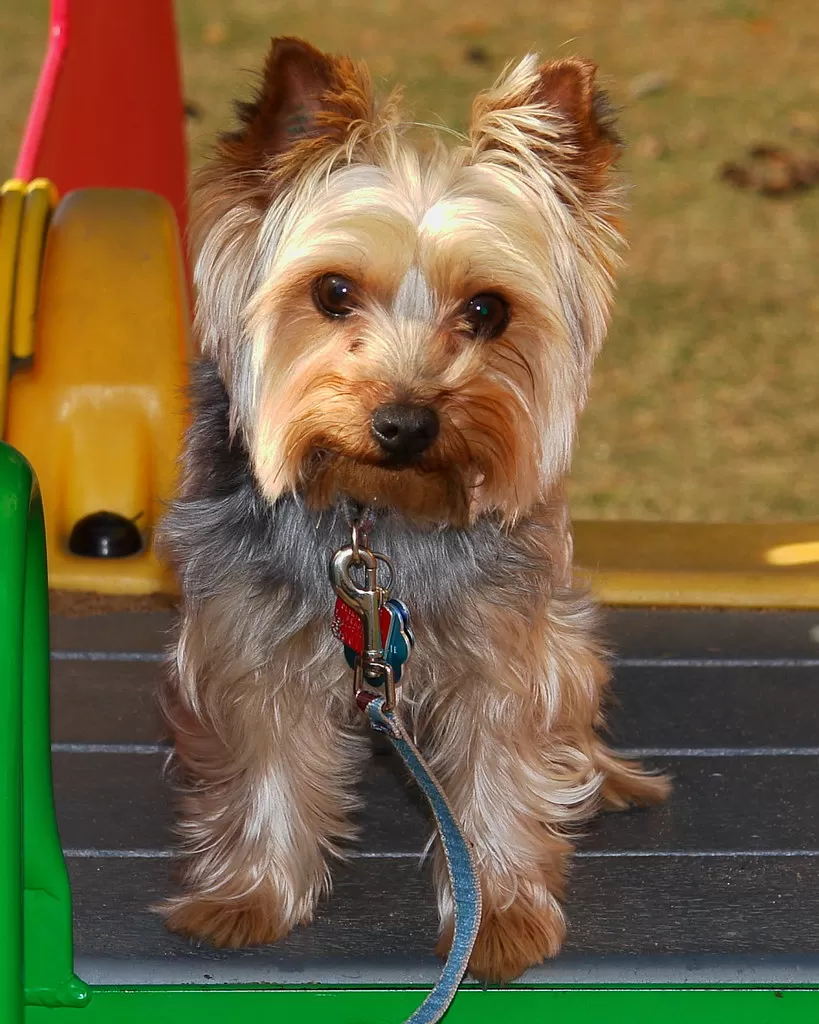 Ginger le chien! Ginger le chien!