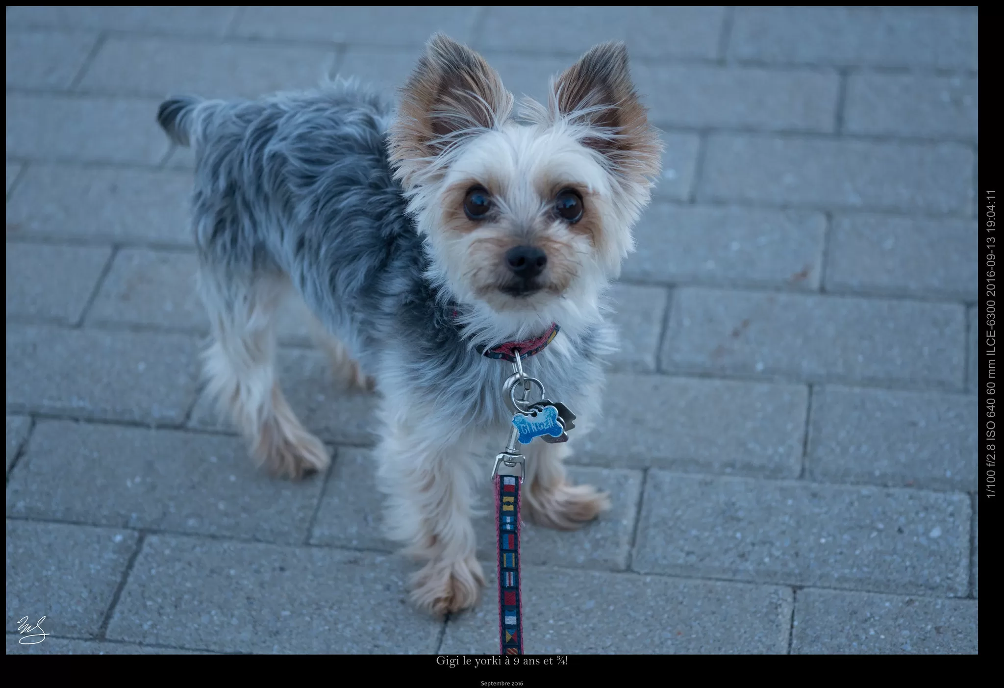 Un petit chien qui aura 10 ans dans un mois et demi!