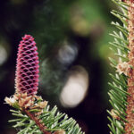Fleur d’épinette de Norvège Fleur d’épinette de Norvège