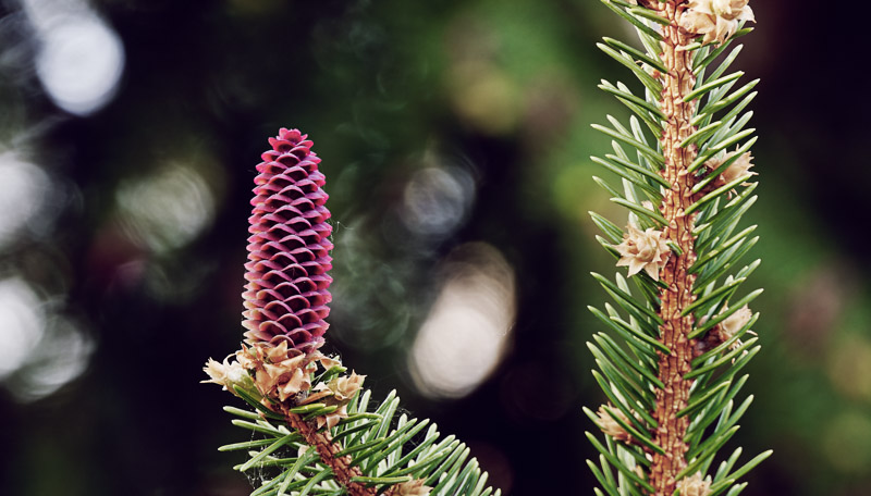 Fleur d&rsquo;épinette de Norvège