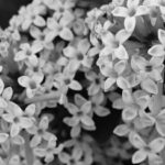 Lilas photographiés en N&B Lilas photographiés en N&B
