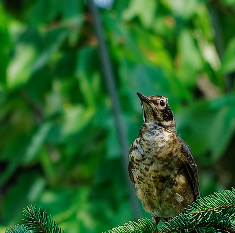 Jeune merle à la merise