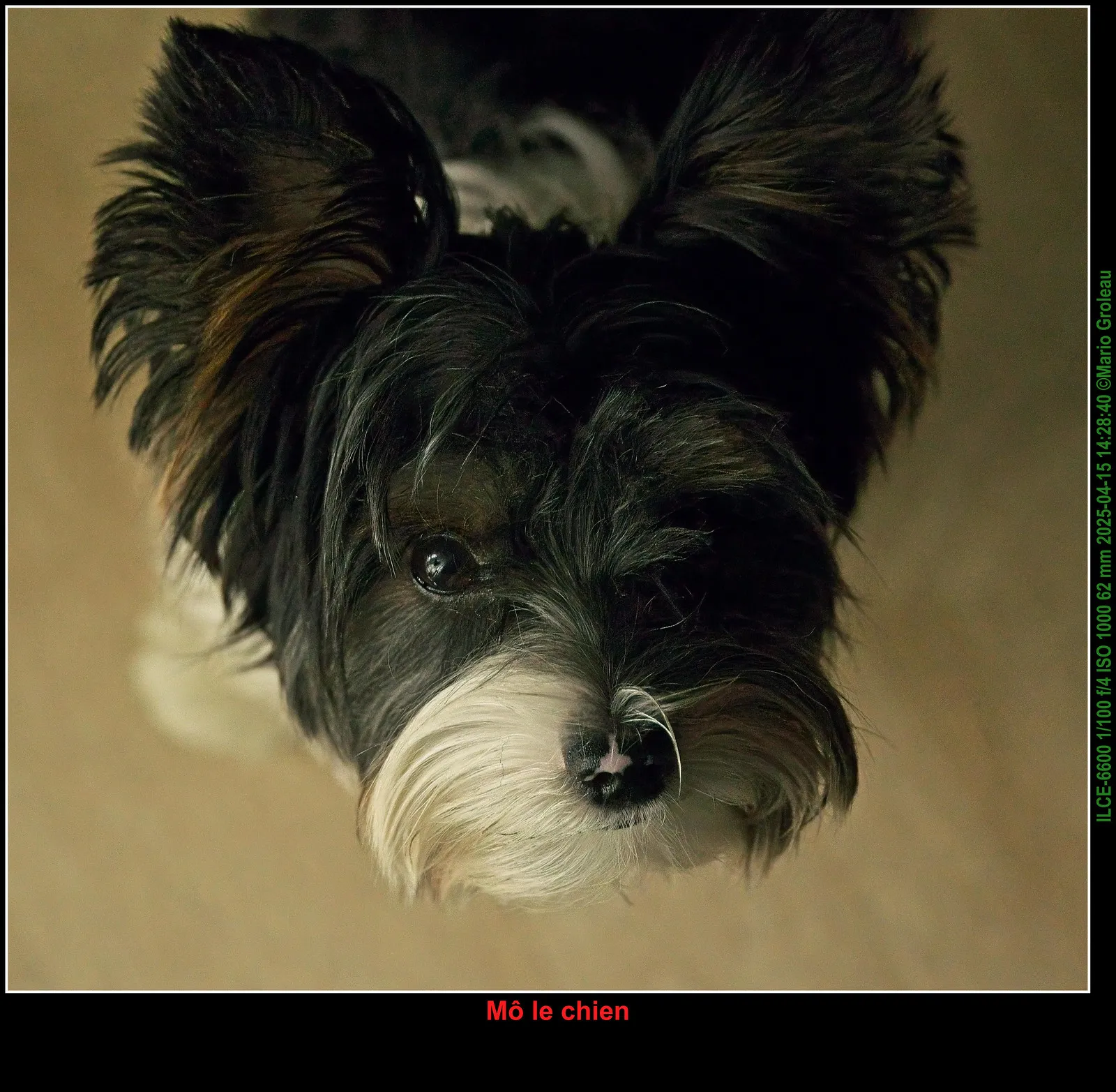 Mô le chien Mô le chien